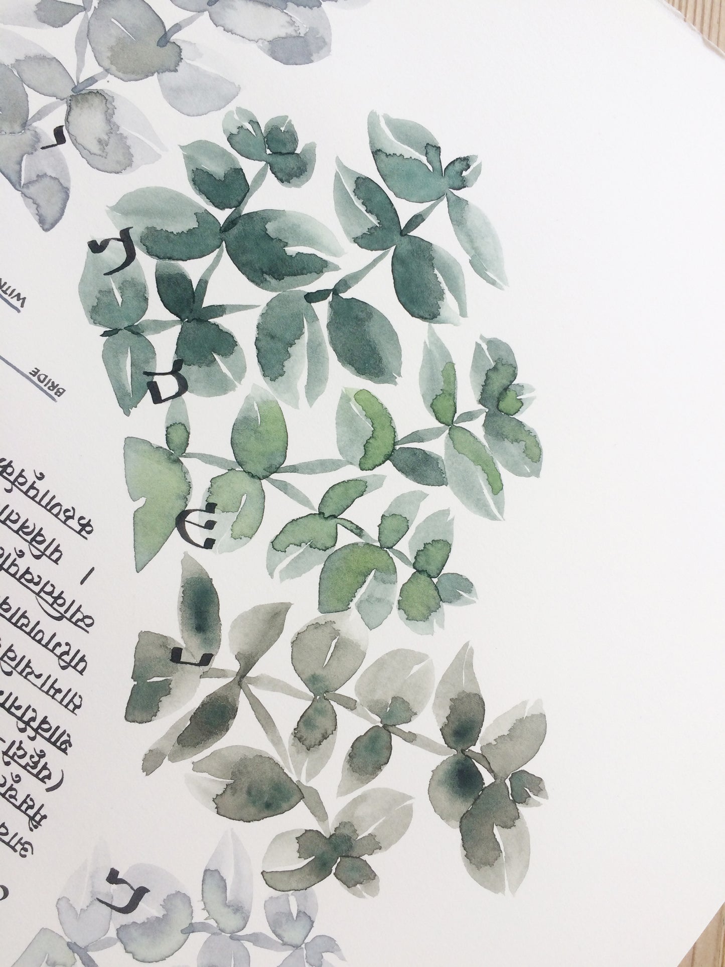 Watercolor Eucalyptus Ray < Trilingual Ketubah Artwork Commission